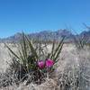 Fendler cactus bloom and Organ Mountains