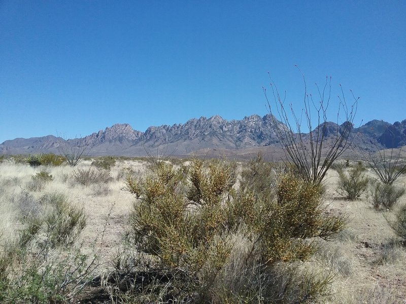 Ephreda and Organ Mountains