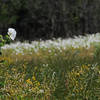 Plentiful flowers in springtime