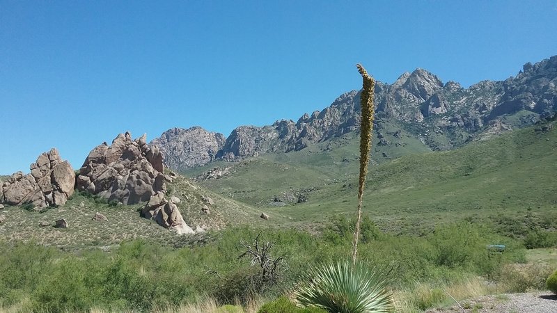 View of the Organ Mountains