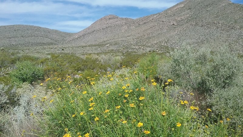 View of Anthony's Nose during the summer