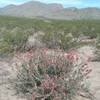 View of Anthony's Nose and Christmas cholla