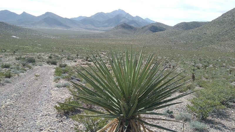 Looking south towards the Franklin Mountains.