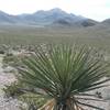 Looking south towards the Franklin Mountains.