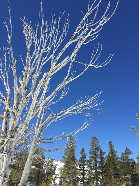 The midmorning sun lights up the branches of an old snag, one of a few along this trail.