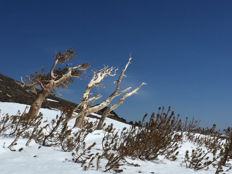 Snags and sun along the snowline heading up Elephants Back