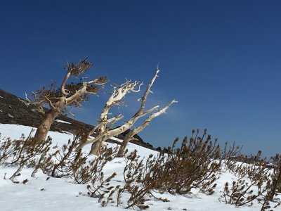 Snags and sun along the snowline heading up Elephants Back