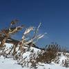 Snags and sun along the snowline heading up Elephants Back