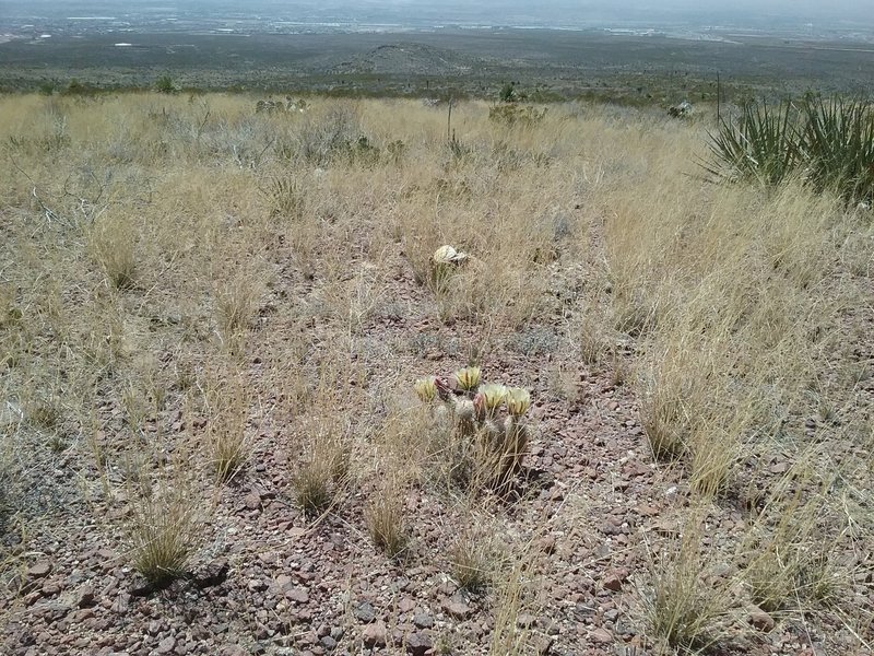 Looking west from the trail