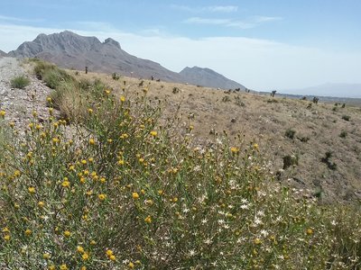 View of  South Franklin Peak and poreleaf in bloom.