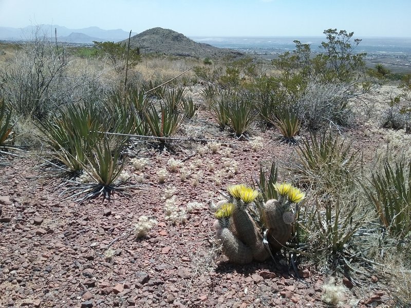 Looking west from the trail, Texas rainbow cactus in bloom