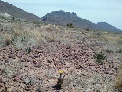 Looking south towards the Franklin Mountains