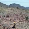 Looking south towards the Franklin Mountains