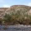 Tree in canyon