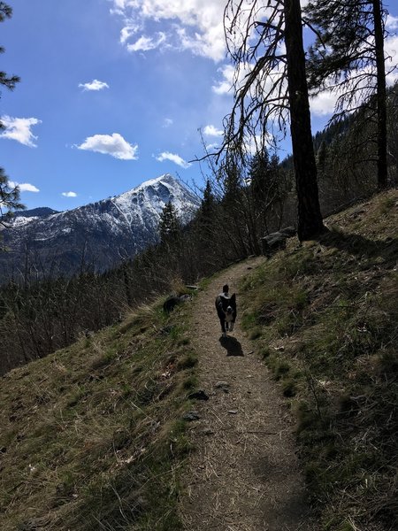 Pup frolicking down Icicle Ridge