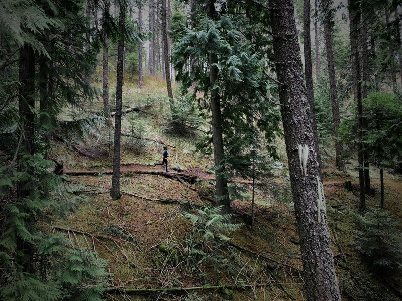 Running counter-clockwise on Headwaters Trail on Moscow Mountain