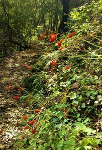 Uvas Canyon California Fuschia blooming along the trail to Black Rock Falls.