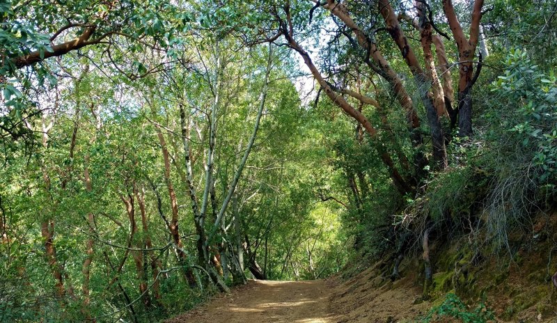 Sunlit woods along Alec Canyon Trail.