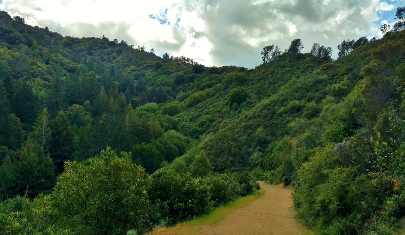 Alec Canyon Trail heads into a deep creek valley in the Santa Cruz Mountains of Uvas Canyon County Park.