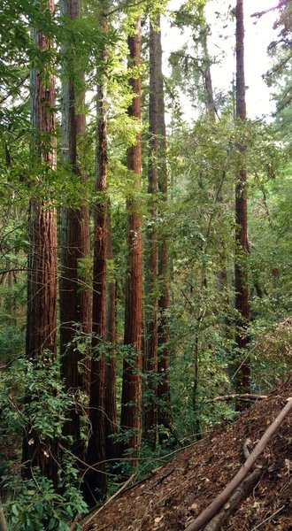 Stately redwoods along the upper reaches of Alec Canyon Trail.