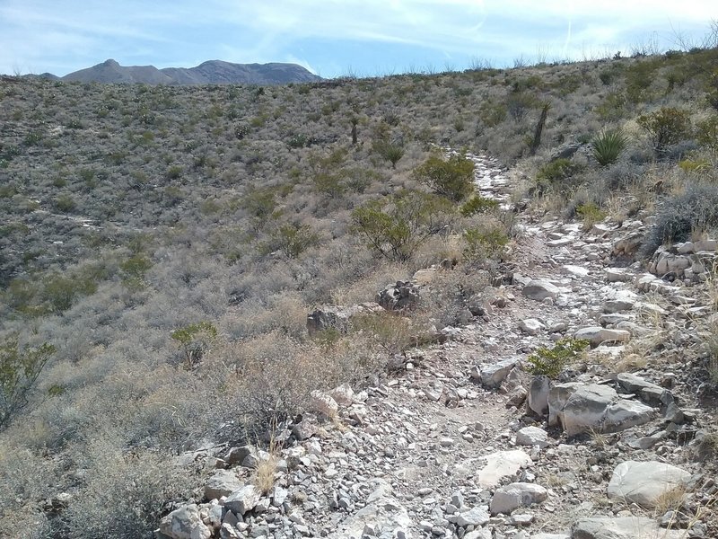 Trail looking east.