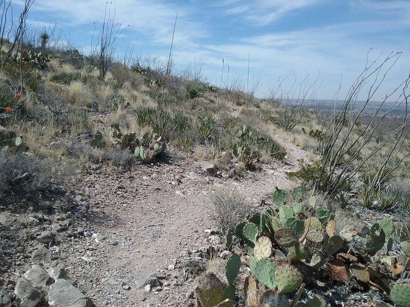 Looking west from the trail