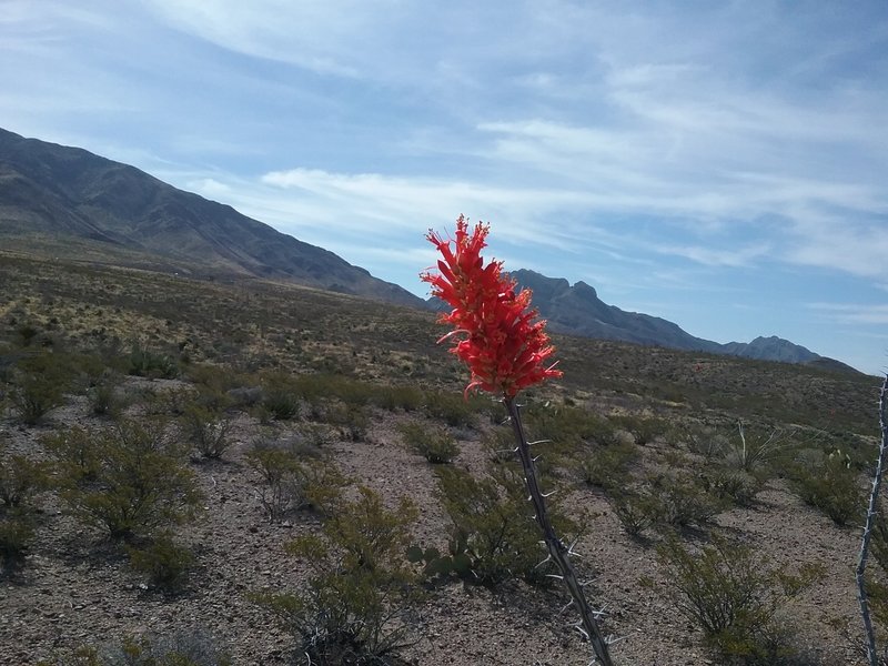 View of Franklin Mountains from the trail