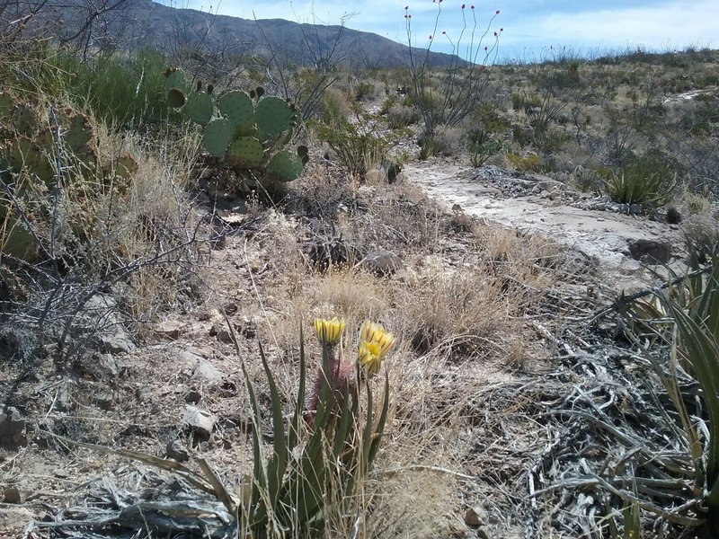 Looking east from the trail