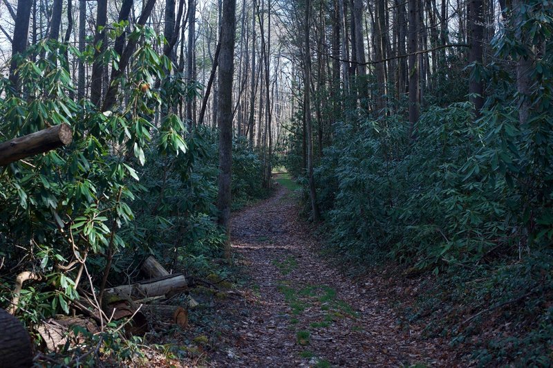 The trail is well covered with shade, especially through areas with thick rhododendron.