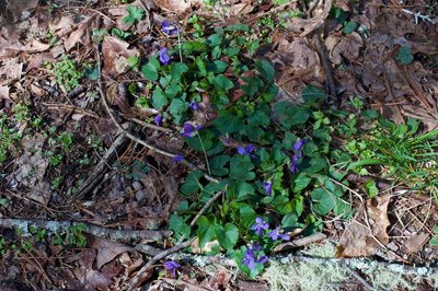 Flowers can be seen blooming along the trail in the spring.
