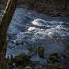 Abrams Creek in the morning light.