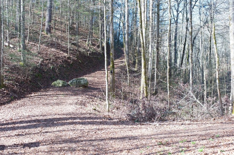 The Cooper Road Trail breaks off to the right and climbs the hill seen here while the Cane Creek Trail goes straight ahead.