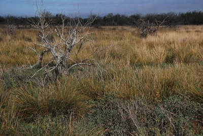 South Texas Prairie Scrubland