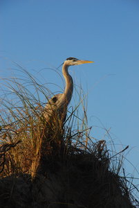Great Blue Heron Along the Beach near Boca Chica.