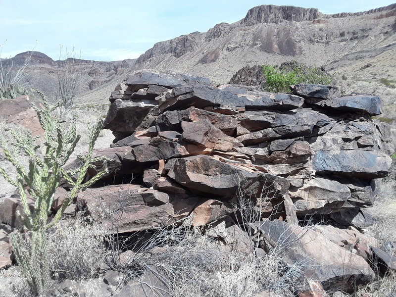 Walking Stick Cactus Next to Boulders