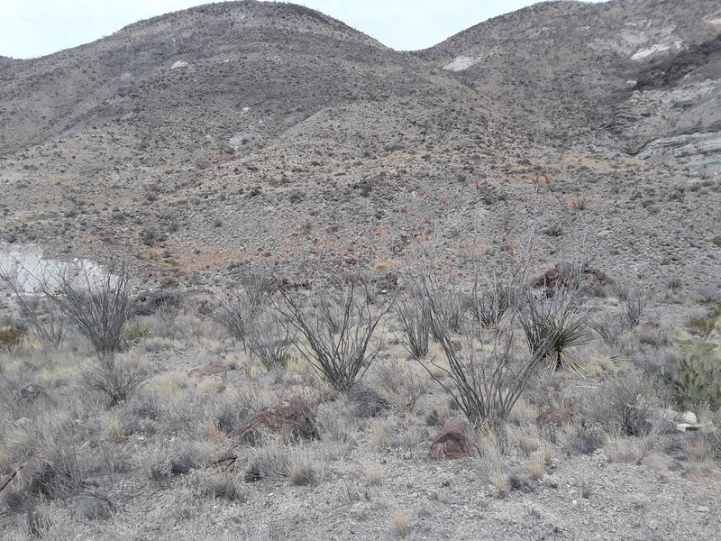 Hills North of Trail