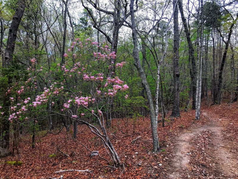 Fresh Spring Azaleas on the trail