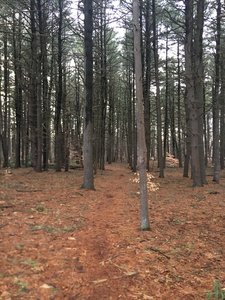 Trees and soft footing across the back stretch