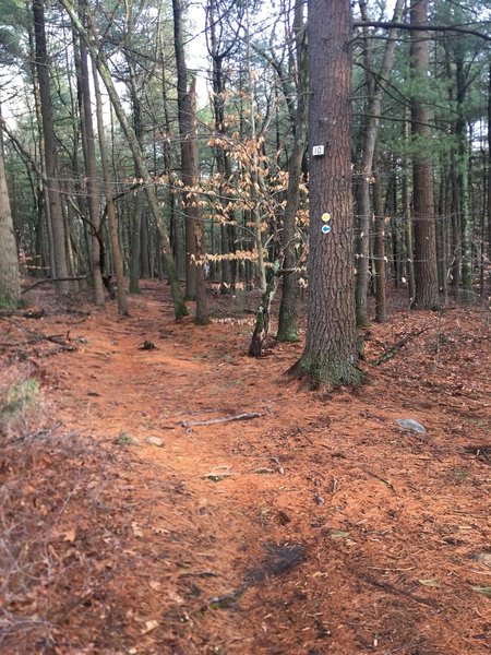 The markers on this tree are typical for the trail.  All the markers are above eye level, so keep your head up so you dont' miss any.