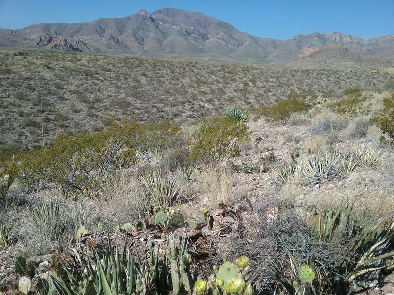 Looking West from the trail