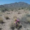 Looking NW on the trail. Fendler cactus in bloom.