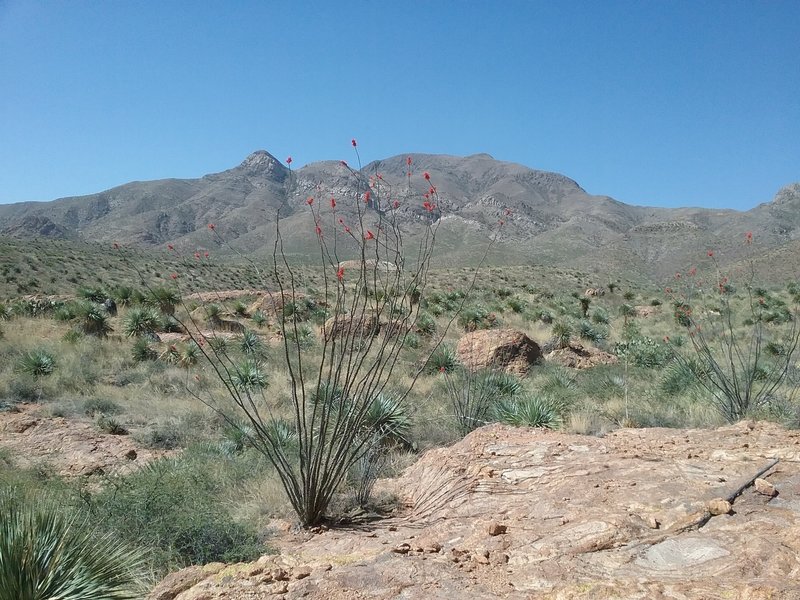 View of  Franklin Mountains from the trail