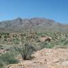 View of  Franklin Mountains from the trail