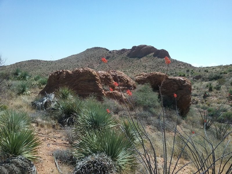 View of Cardiac Hill from the trail