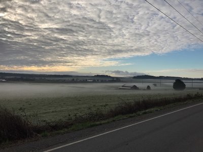 Ebey's Prairie under a blanket of fog.