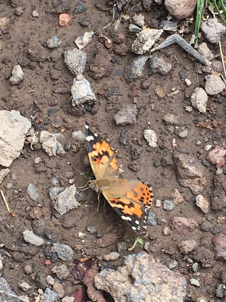 A butterfly preparing for takeoff.