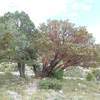 Texas Madrone.