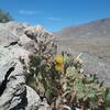 Opuntias in bloom and View of the Franklin Mountains