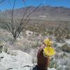 Texas Rainbow cactus in bloom and view of the Franklin Mountains