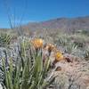 Texas Rainbow cactus in bloom and view of the Franklin Mountains